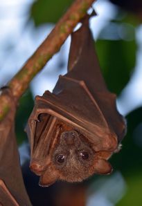 Fledermäuse im Bremer Bürgerpark, Foto: David Clode von unsplash.com 