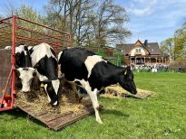 Weideaustrieb vor der Meierei, Foto: Konstantin Zigmann