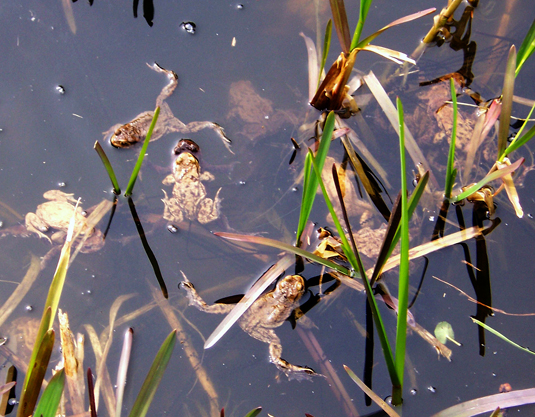 Kröten im Bürgerpark Kröten im Bürgerpark