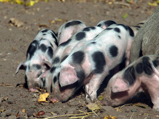 Bentheimer Ferkel im Tiergehege des Bürgerparks Bentheimer Ferkel im Tiergehege des Bürgerparks